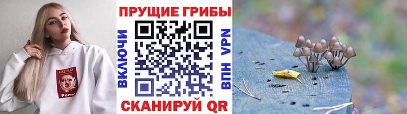 Псилоцибиновые грибы Cubensis  Купить  Арамиль 
